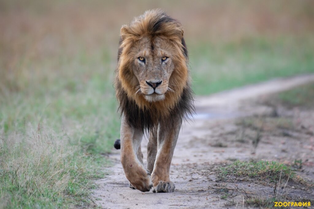 -Лев (Panthera leo)

