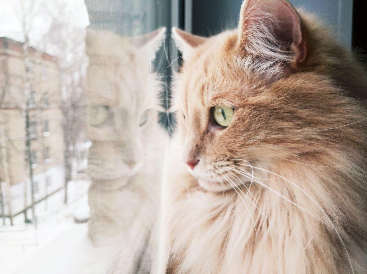 можно ли оставлять кота одного (фото автора)