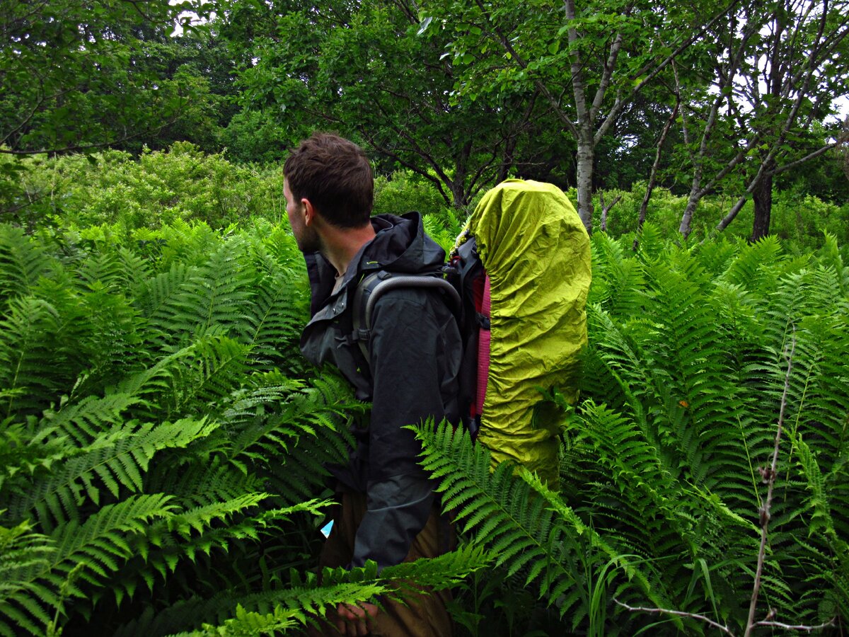 Пробираемся сквозь заросли.