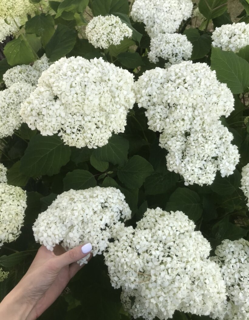 Гортензия древовидная Анабель. Цветение в июле 2020г, Личный архив