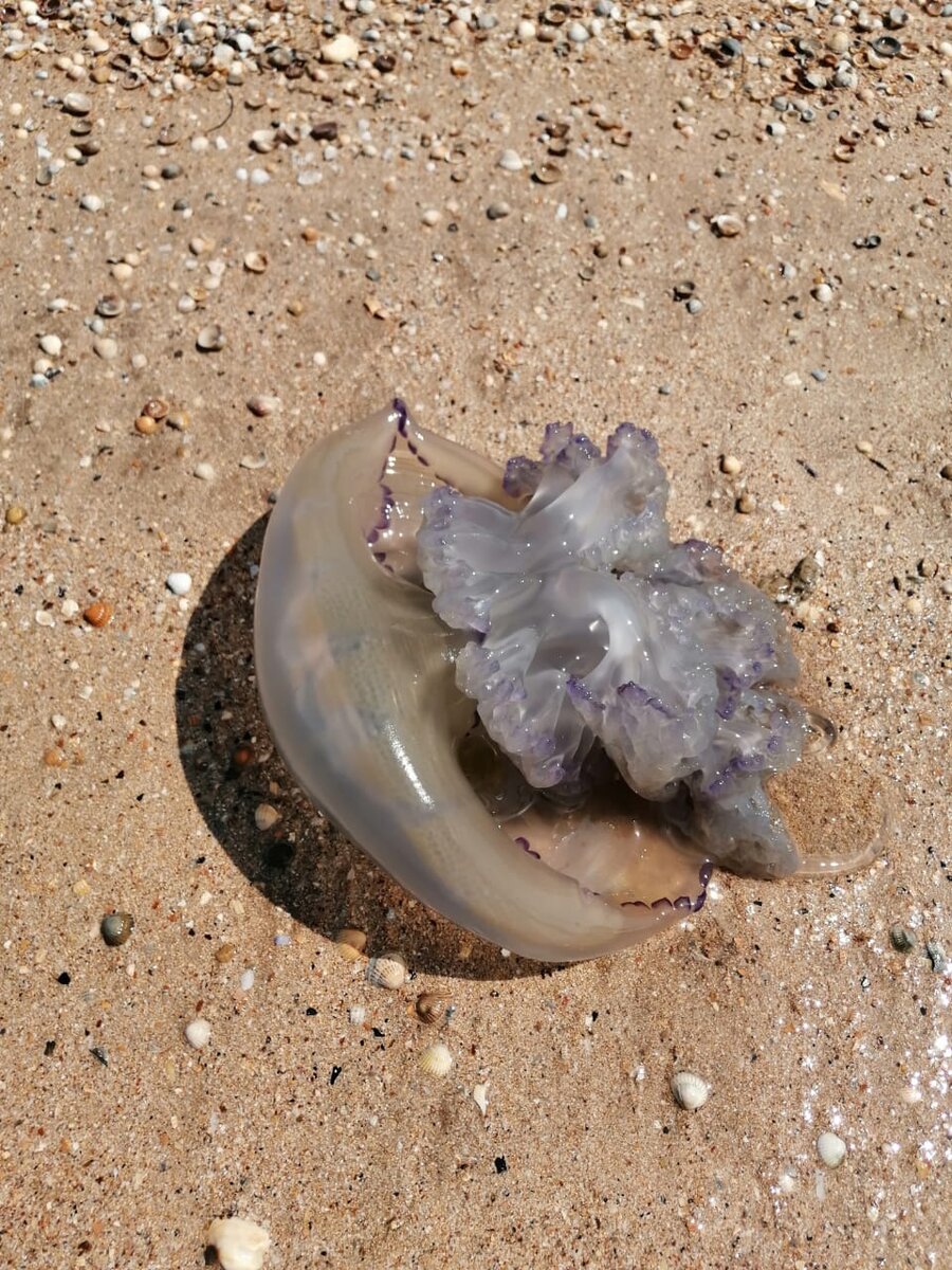 какая рыба водится в азовском море