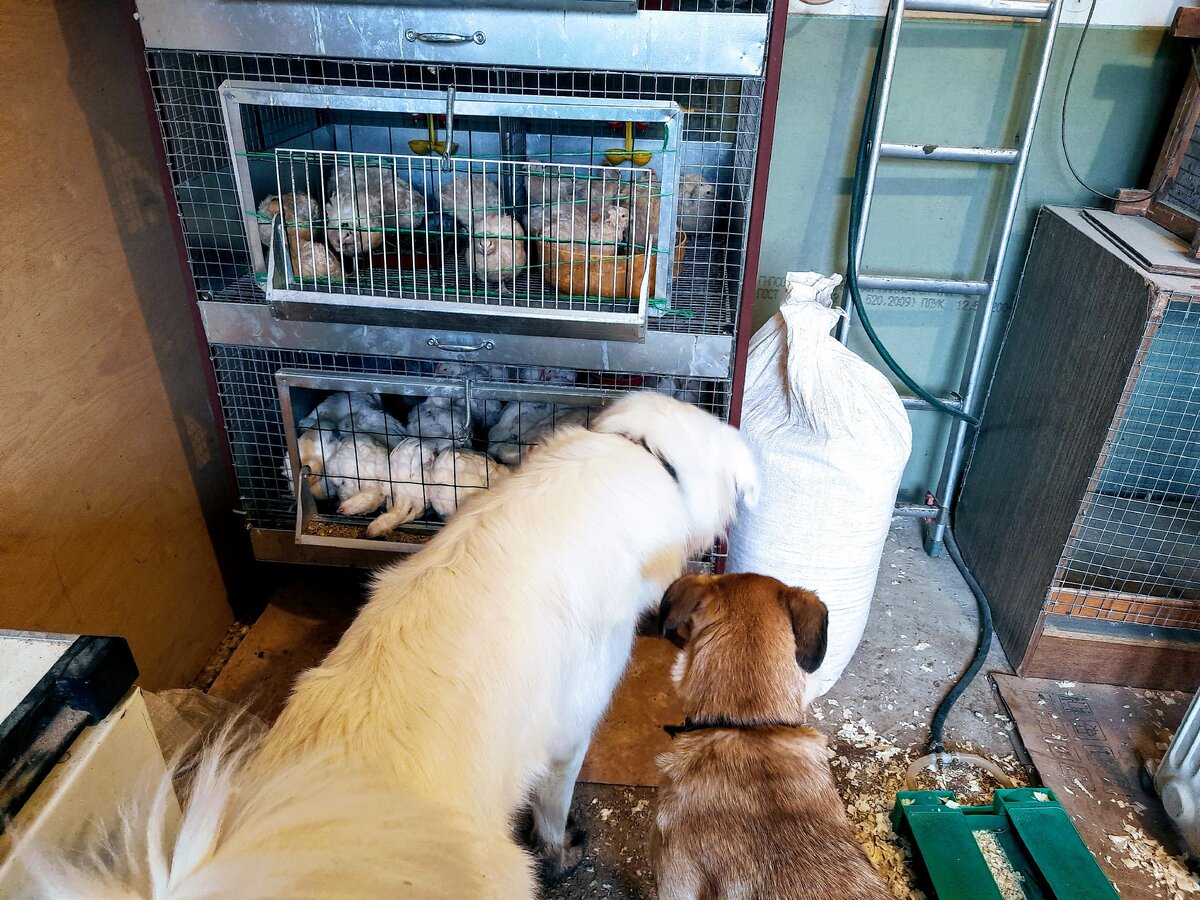 Репа и пёс -  постоялец Норман принимают активное участие в уходе за птичками.  