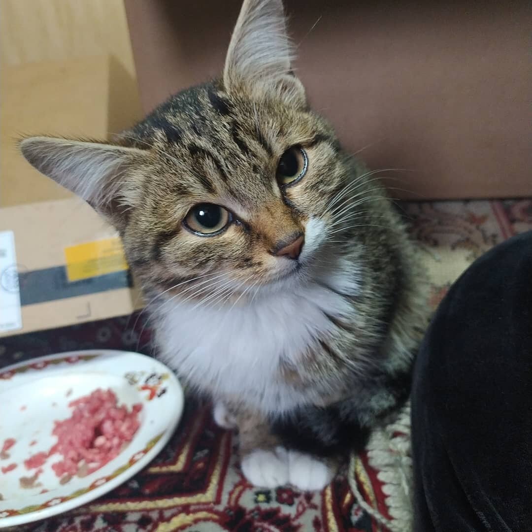 Люблю молоко).