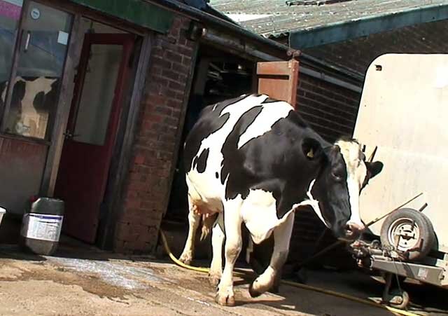 Вирусные инфекции