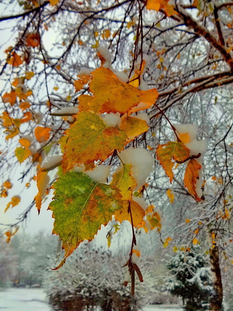 Яндекс картинки.