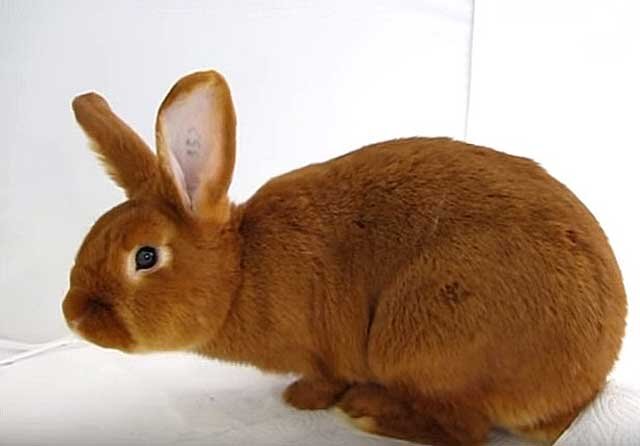 Бургундский кролик: полное описание породы, фото, правила содержания и ухода, отзывы