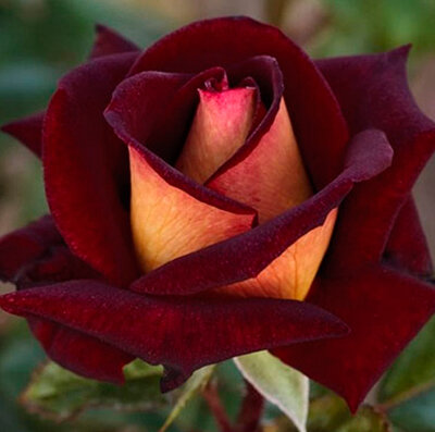 Самые необычные и красивые розы