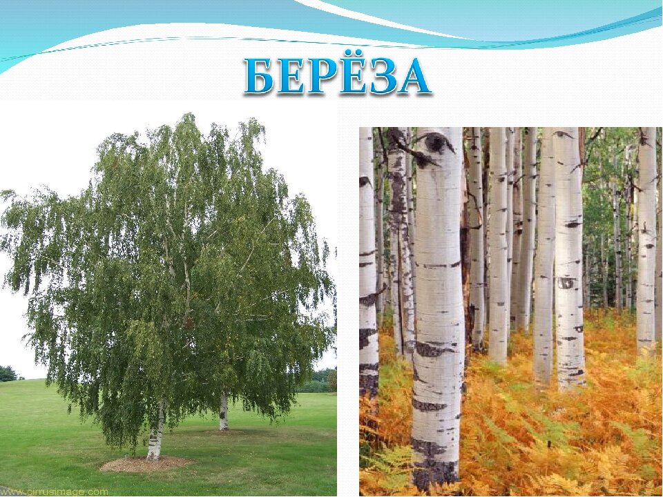 Береза картинки для презентации
