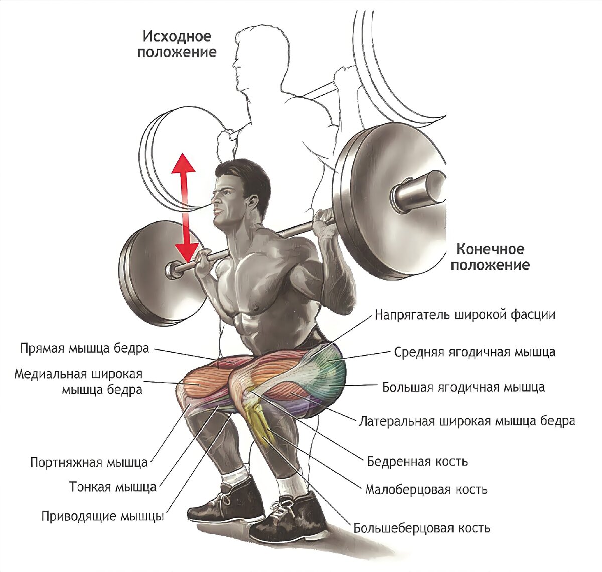 Анатомия приседаний со штангой