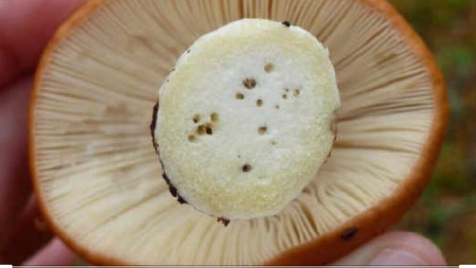 изображение яндекс картинки