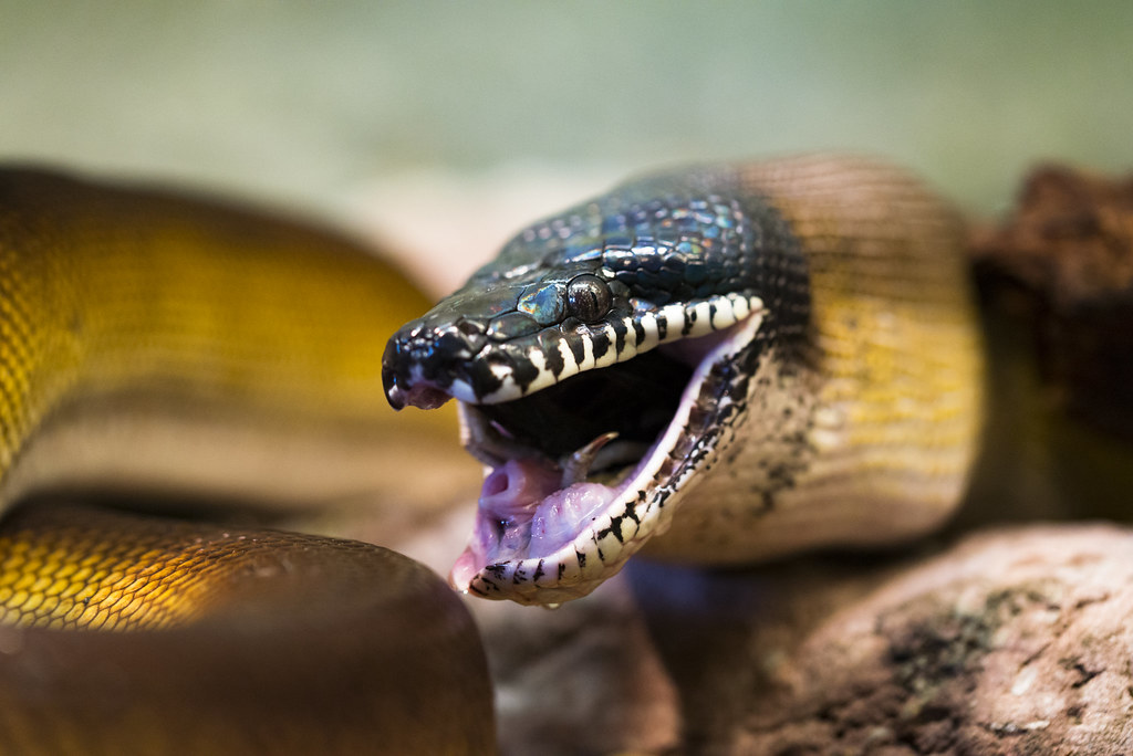 Питон змей. Змея белогубый питон. Белогубый питон (Bothrochilus albertisii). Bothrochilus albertisii. Белогубый питон клыки.