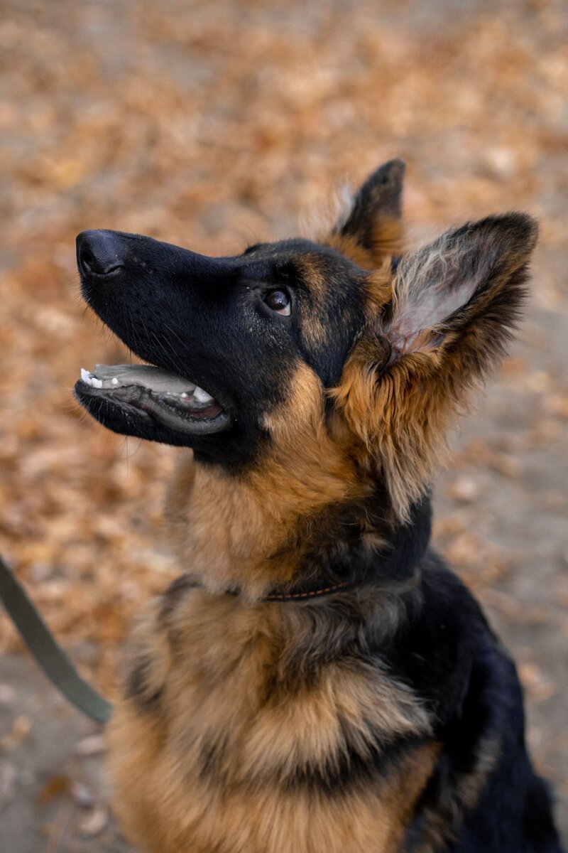 Тренировка с собакой в деталях. Второй рецепт успешной тренировки. | #Dog  Time | Дзен