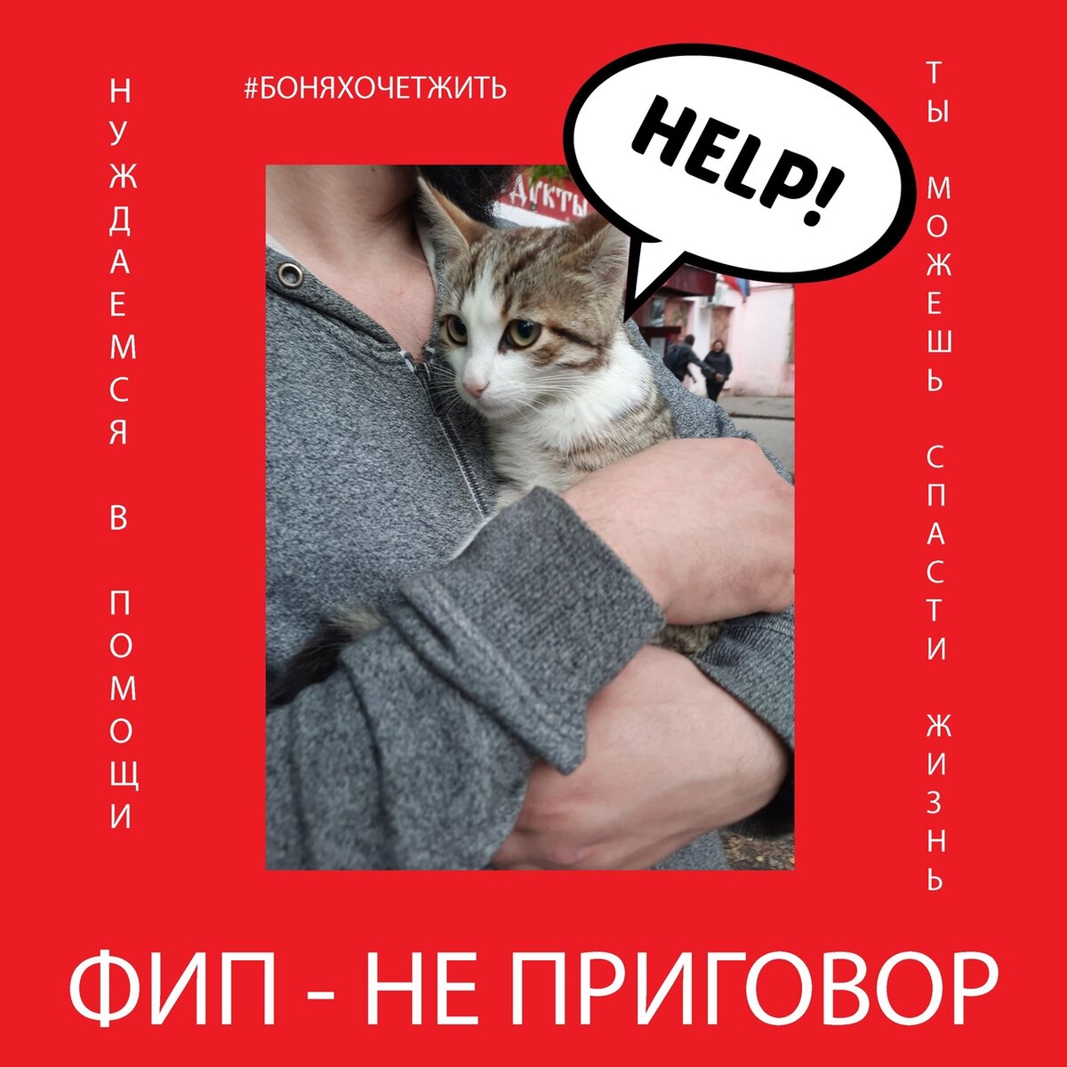 Блог мими кися дзен. Волонтерство кошки. Котик помогите. Боже помоги с котиком.