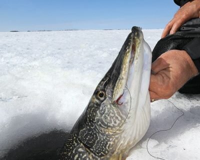 Опытные рыбаки успешно ловят щуку на протяжении всего года, однако есть периоды, когда на хороший улов могут рассчитывать и новички. Весной, до нереста и спустя некоторое время после него пятнистая хищница проявляет наивысшую активность, бросается практически на все искусственные приманки, не говоря уже о живце. Почти так же хорошо она ловится в осенние месяцы – с сентября до начала ноября. Первые осенние холода заставляют ее начинать готовиться к зимовке, усиленно питаться и нагуливать жир. На инстинктивном уровне щука понимает, что без необходимого запаса энергии пережить зиму будет очень сложно.