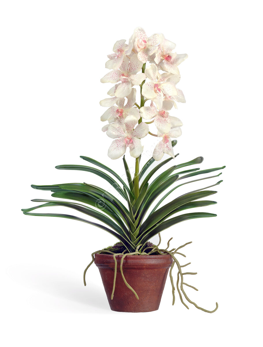 Орхидея Ванда в кашпо. Treez Collection.