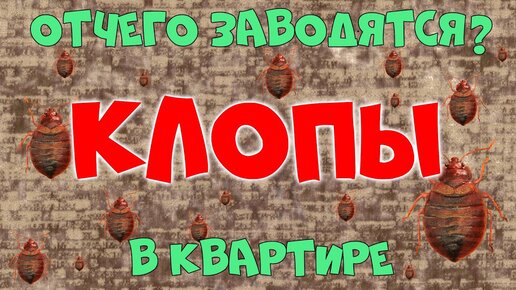 Откуда клопы в квартире❓ Как вывести клопов?