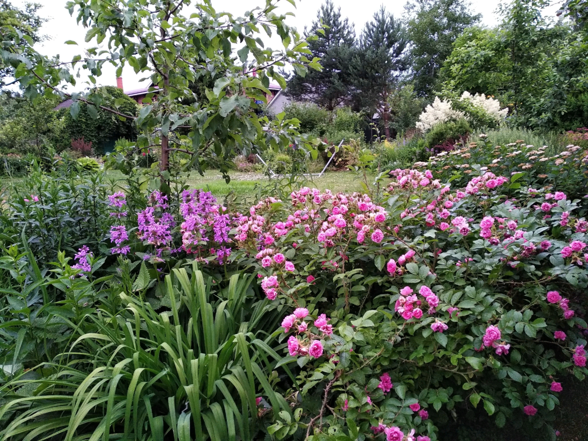 Роза Pink Grootendors, лилейник и буквица крупноцветковая, слева яблоня, на заднем плане спирея и горец изменчивый