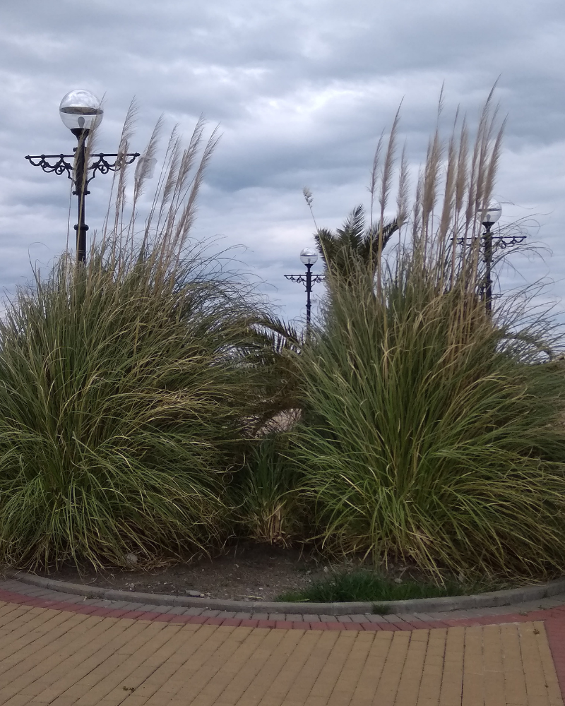 Пампасная трава. Листайте, ещё есть фото