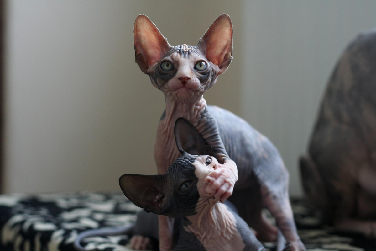 https://c.wallhere.com/photos/d9/c9/2048x1365_px_sphynx_cat-528693.jpg!d