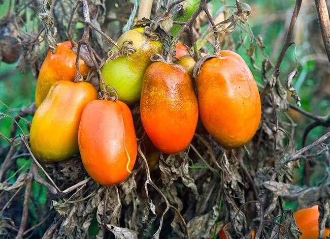 Так выглядят помидоры, зараженные фитофторозом