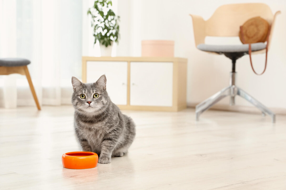 Питание кошек