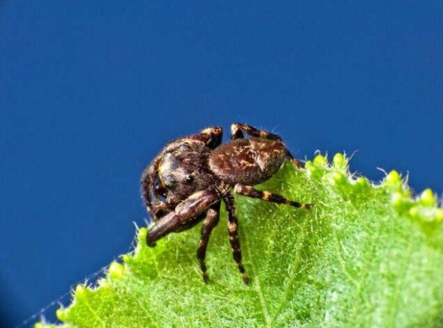 Паук-скакун