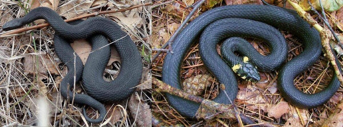 слева гадюка, справа уж