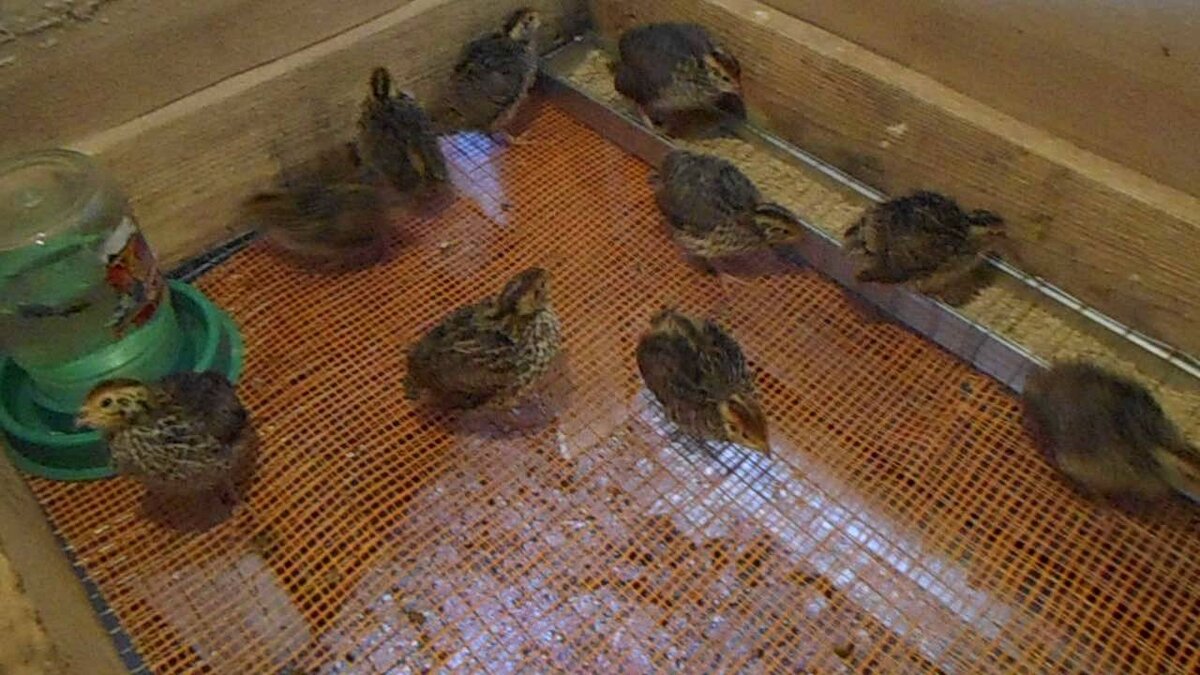 на мелкой сетке-подстилке