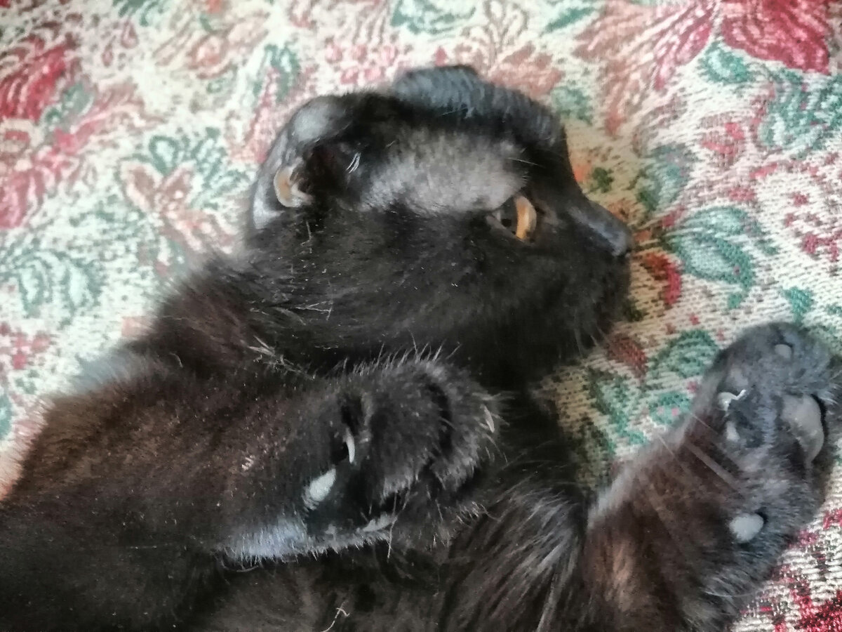 Тот самый кот которого я так героически спасала