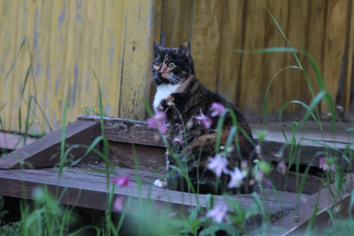 Василиса. Фото автора