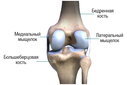 Строение коленного сустава