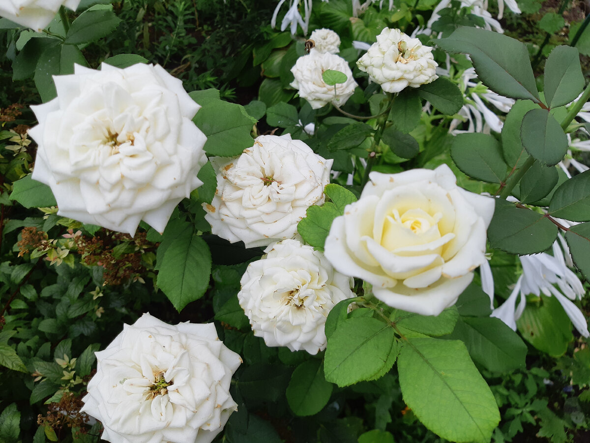 Белые розы рядом с хостой