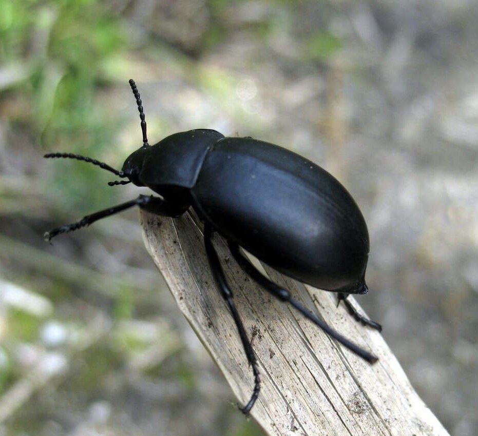 Вот он ☝️  Фото взято тут 👉 https://animalreader.ru/chernotelki-osobennosti-i-znachenie-zhestkokryilyih-zhukov.html