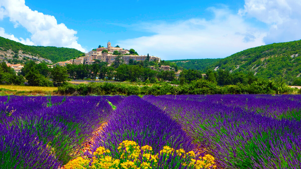 Лавандовые поля во Франции