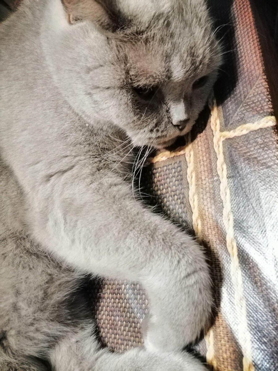 Это мой мохнатенький недотрога. Ну как можно на него равнодушно смотреть. Развалился на столе демонстративно.