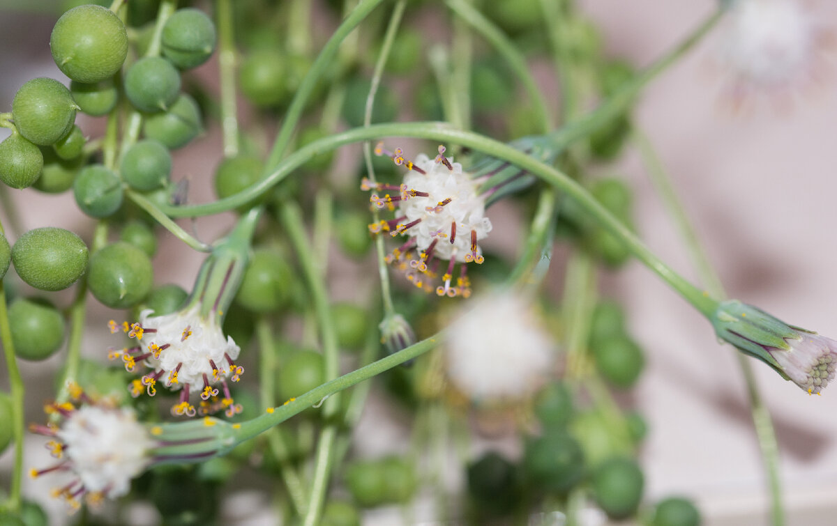 Крестовник Роули, он же - Senecio Rowleyanus