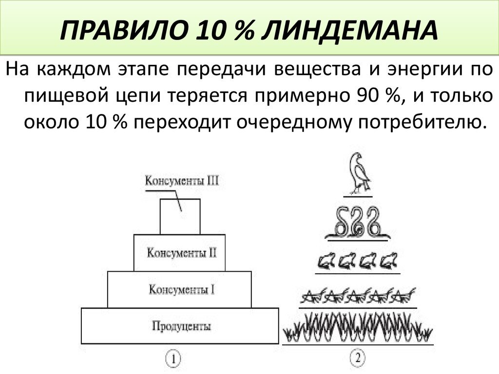 Сколько процентов энергии доходит до второго трофического уровня на приведенной схеме