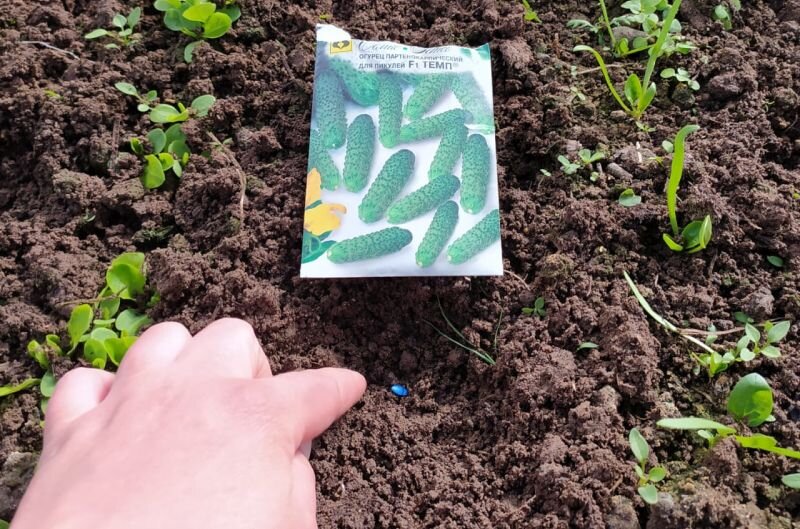Сеяла огурцы Темп  F1 на грядке между салатом и шпинатом.