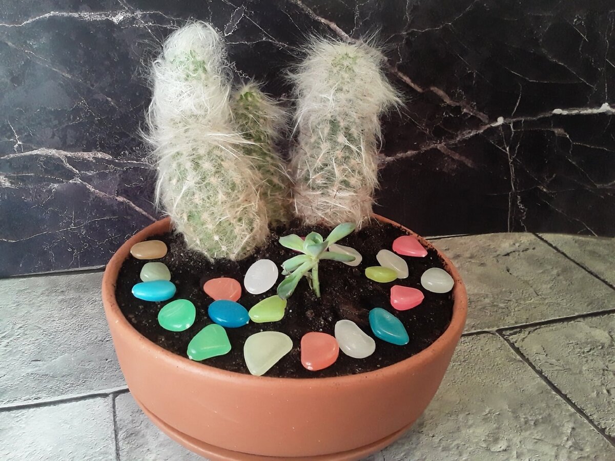 К корням кактуса припуталась эхеверия - рассадила