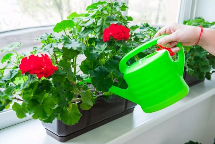 Подкормка  герани