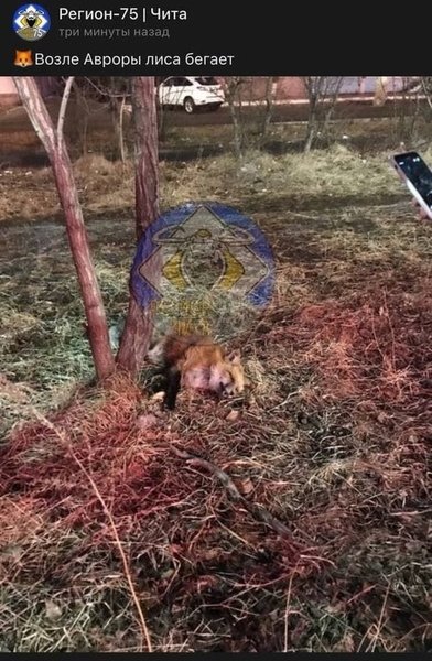 Лиса обнаружена в центре Читы
Фото: Группа "Регион-75/Чита"