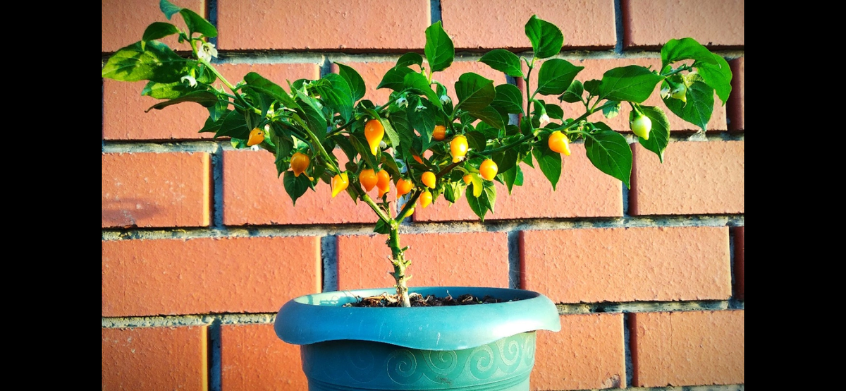 Первые плоды.