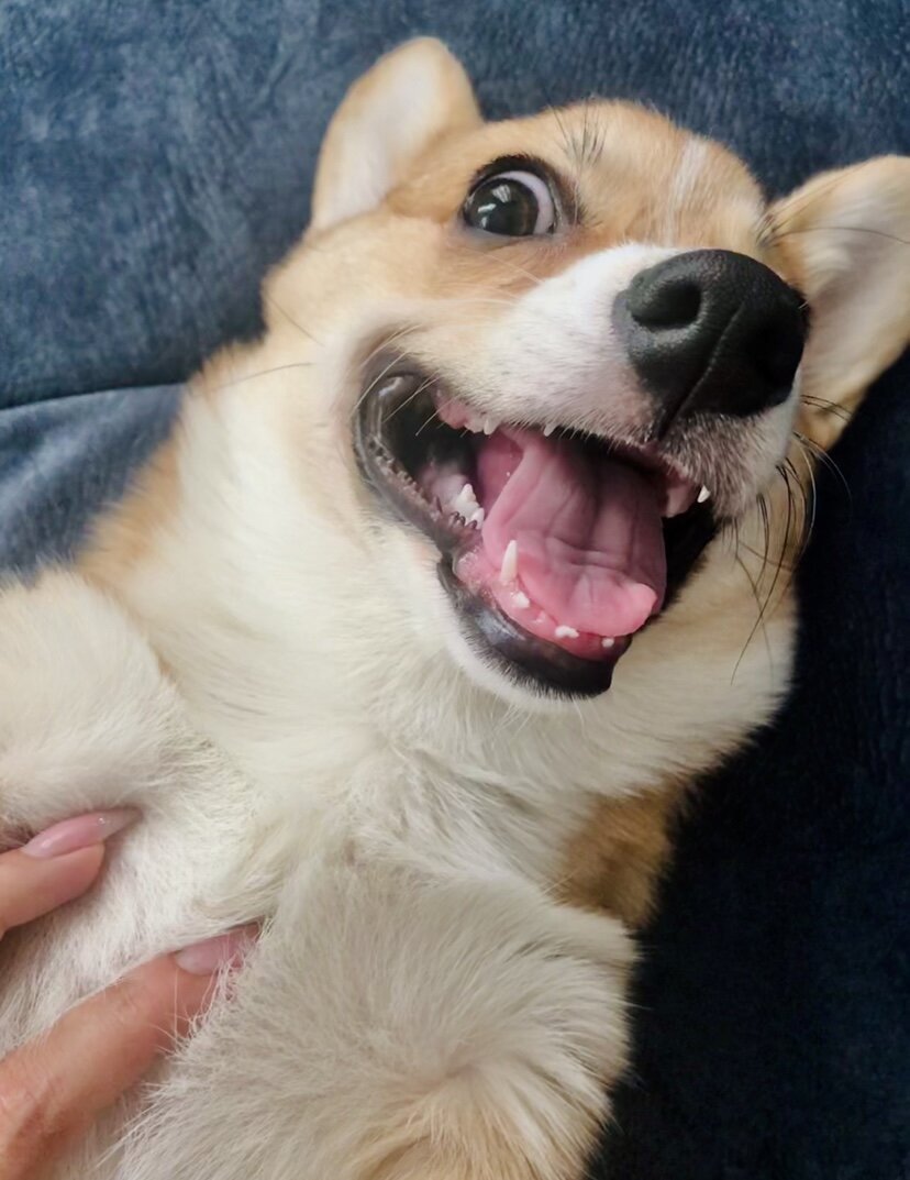 На фото видно отсутствие молочных зубов снизу:)