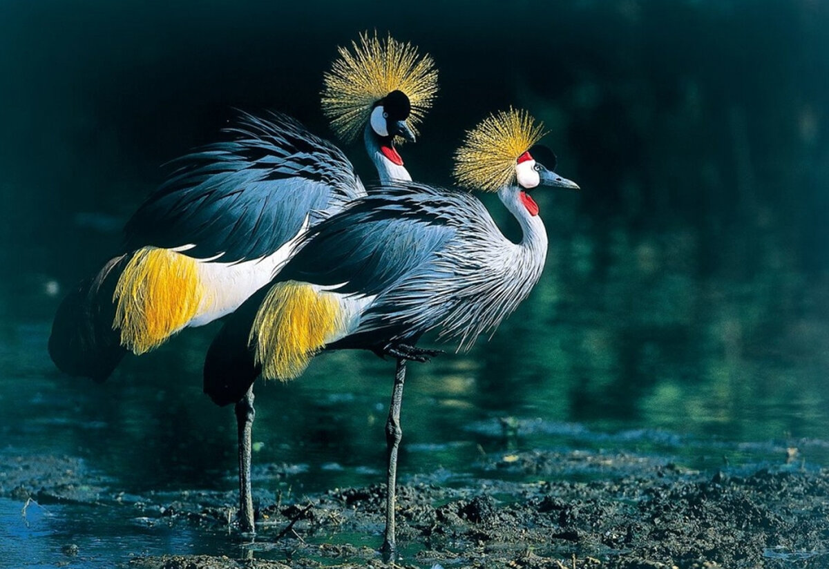 Восточный венценосный журавль