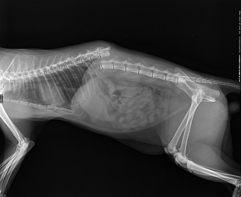 Аккуратно, тяжелые кадры травм, 18+