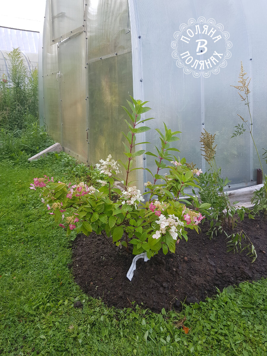 Сразу после пересадки