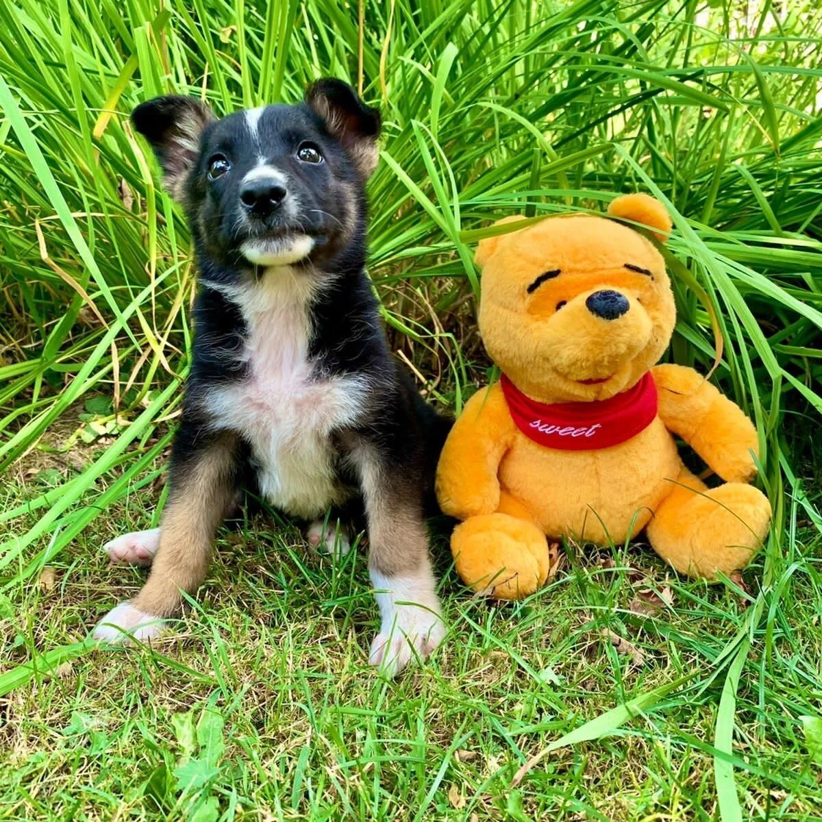 Две маленькие звездочки ищут дом. Москва и МО | Ирина Дорн 🐶🐱 | Дзен