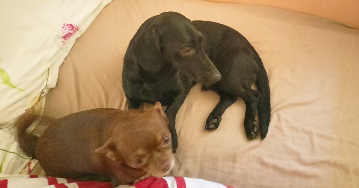 Дежурные "лекари" на посту