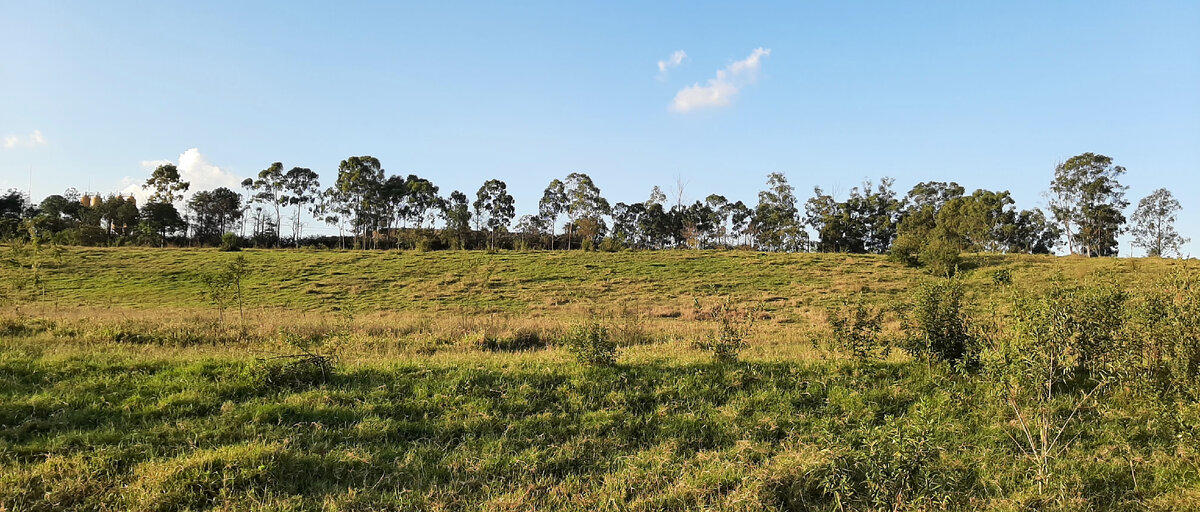 Поля соседней виллы Санта-Барбара.