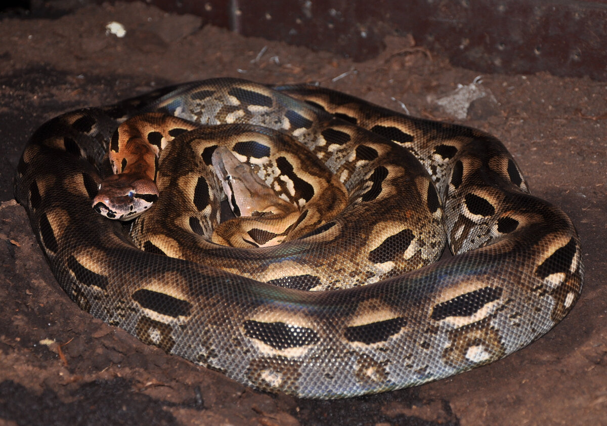 Не удав не анаконда но их сородич. Acrantophis dumerili. Мадагаскарский Земляной удав. Мадагаскарский удав Дюмериля. Санзиния мадагаскарский удав.